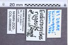Etikette zu Eudicronychus rugosus (NHMW-ZOO-COL-0008500)
